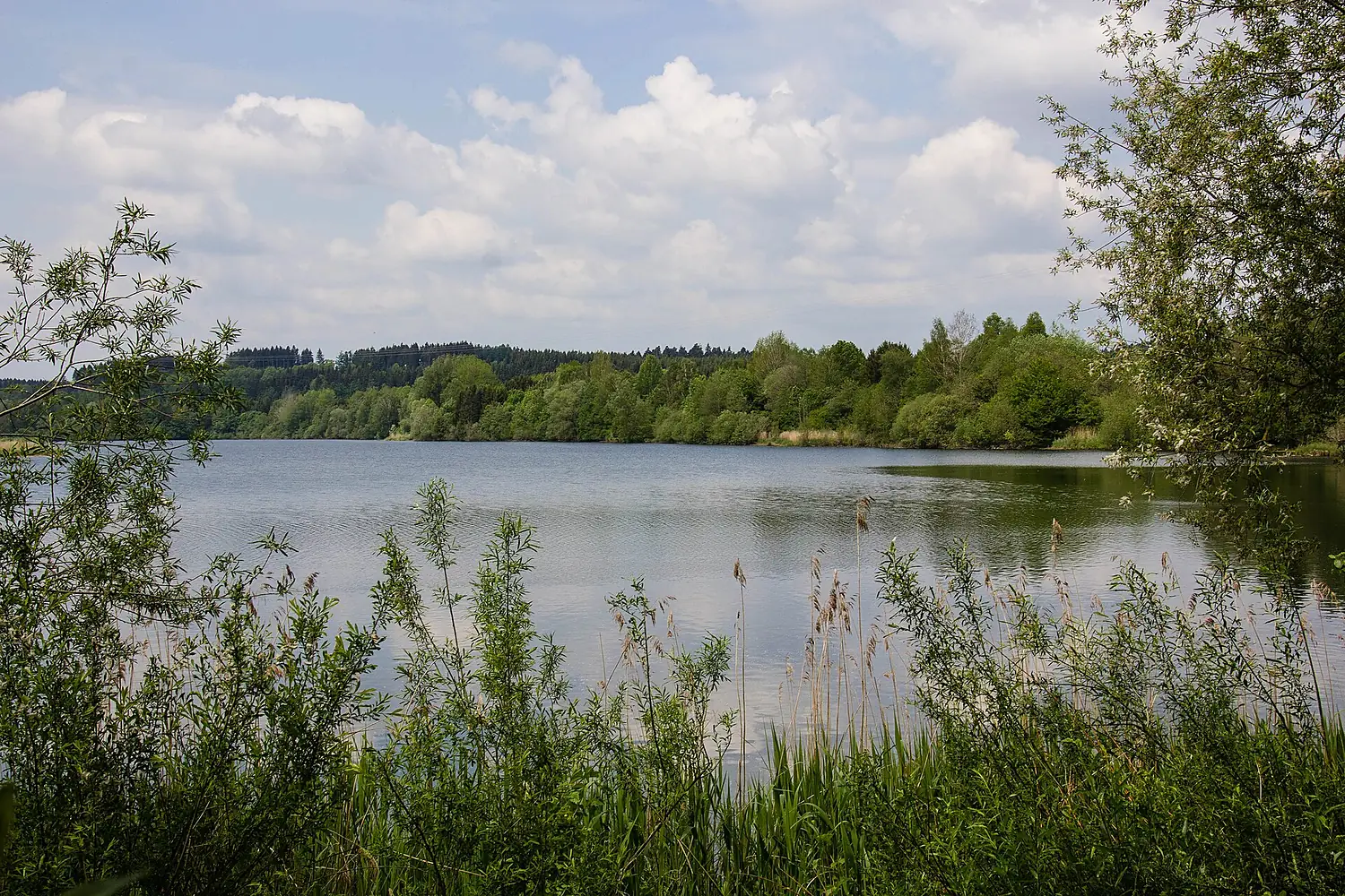 2015 05 24 Deutschland Baden-Württemberg Landkreis Sigmaringen Naturschutzgebiet Zielfinger Vogelsee (4)