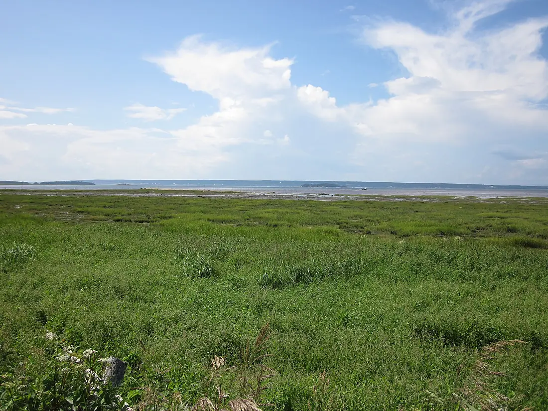 Marais de la RNF Baie de l'Isle-Verte 2