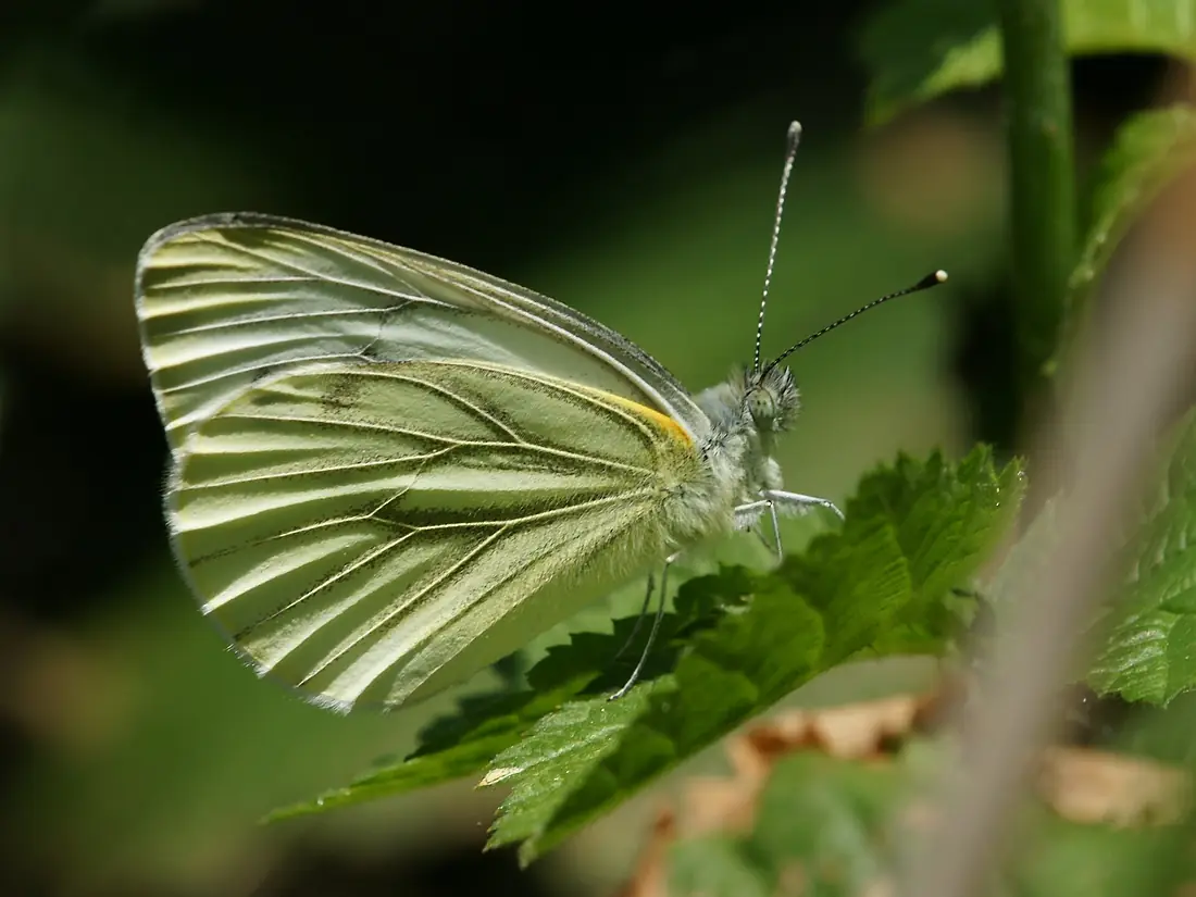 Rapsweißling, Pieris napi 5