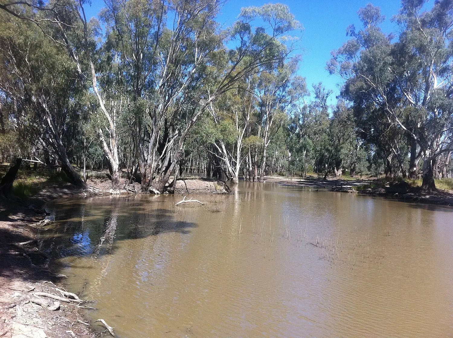 Barmah Forest