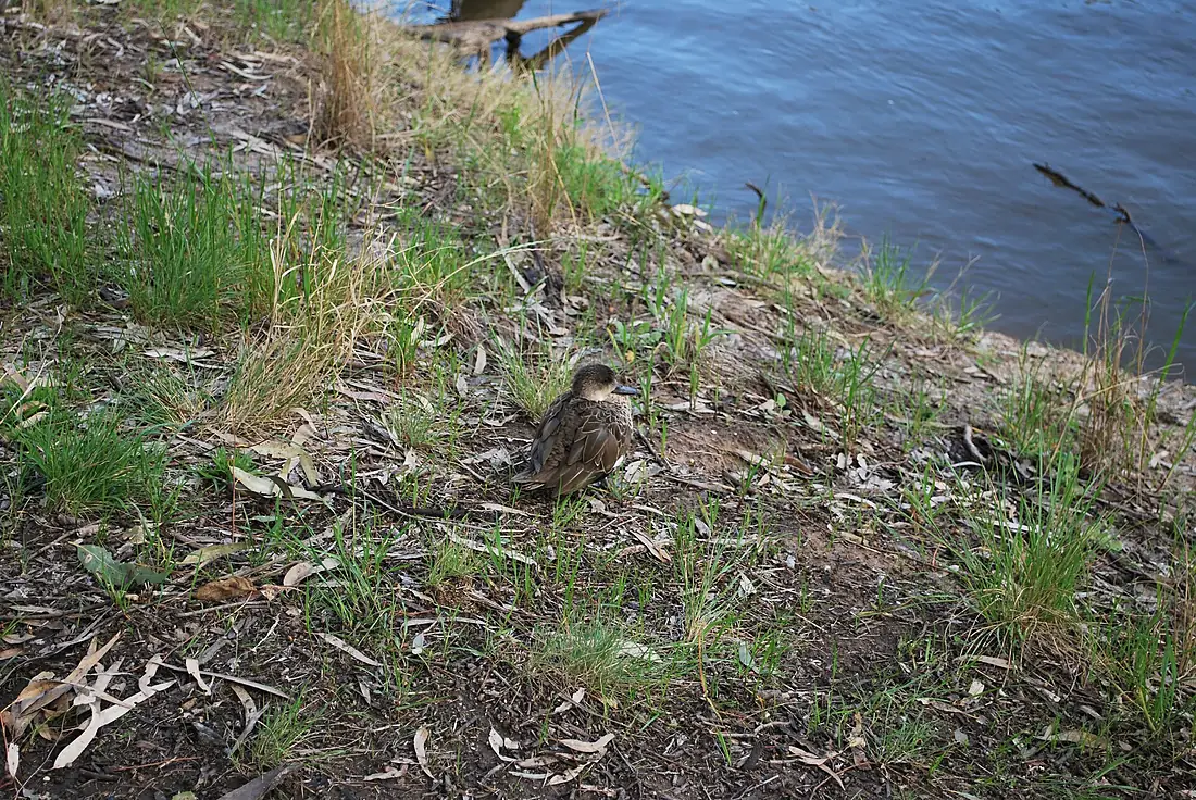 Duck at Barmah