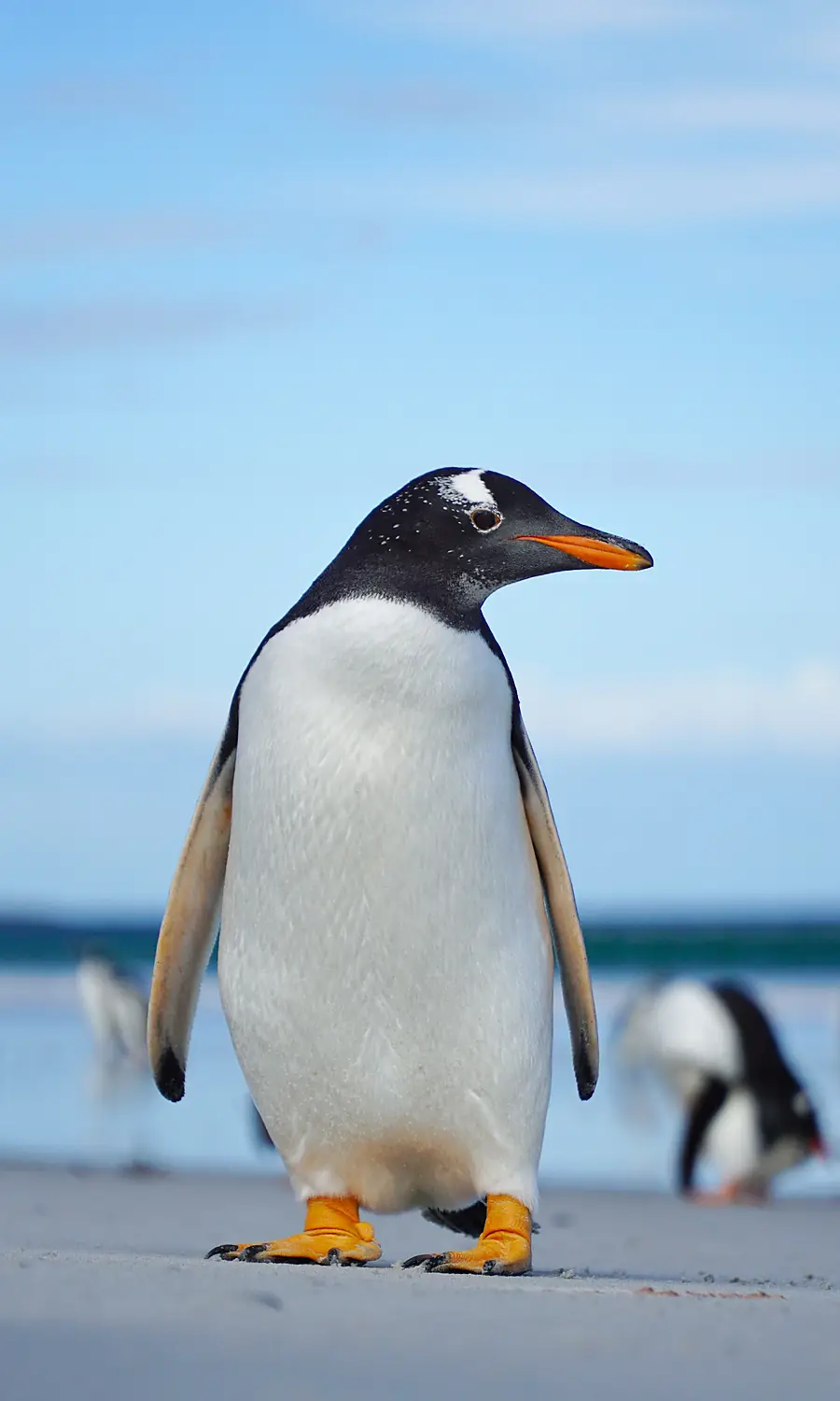 Gentoo penguin at Bertha's Beach (51051130163)