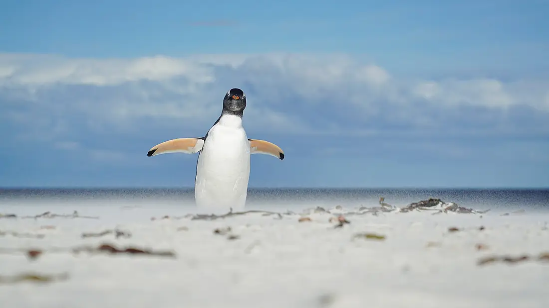 Gentoo penguin at Bertha's Beach (51051129968)