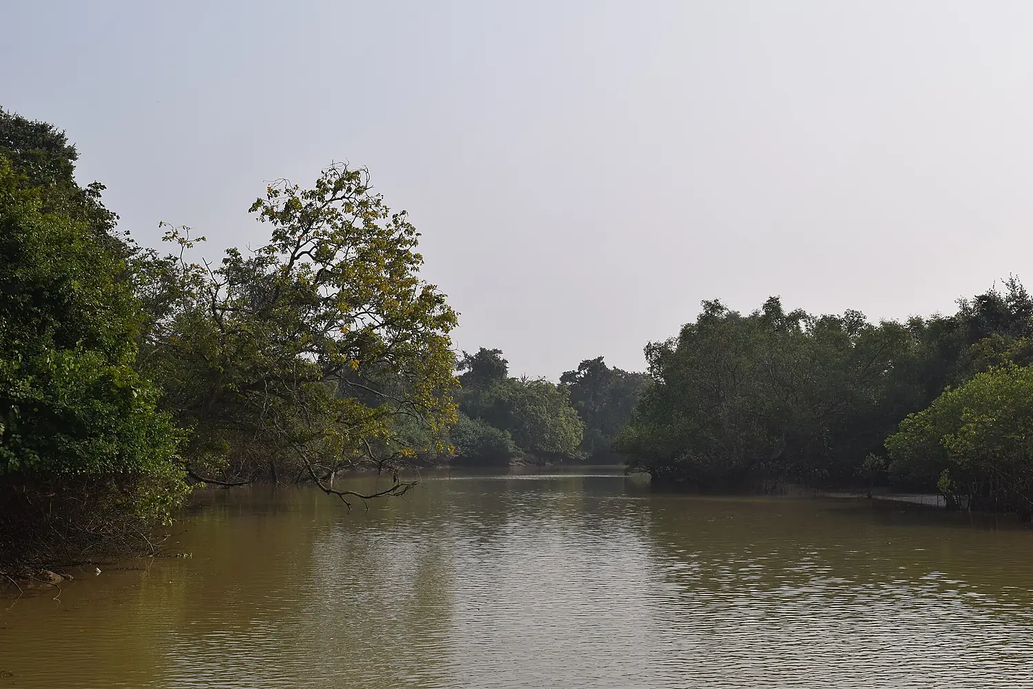 Mangroveforest5
