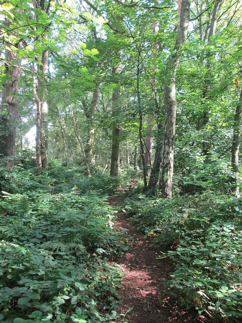 Black Firs, Staffordshire 2