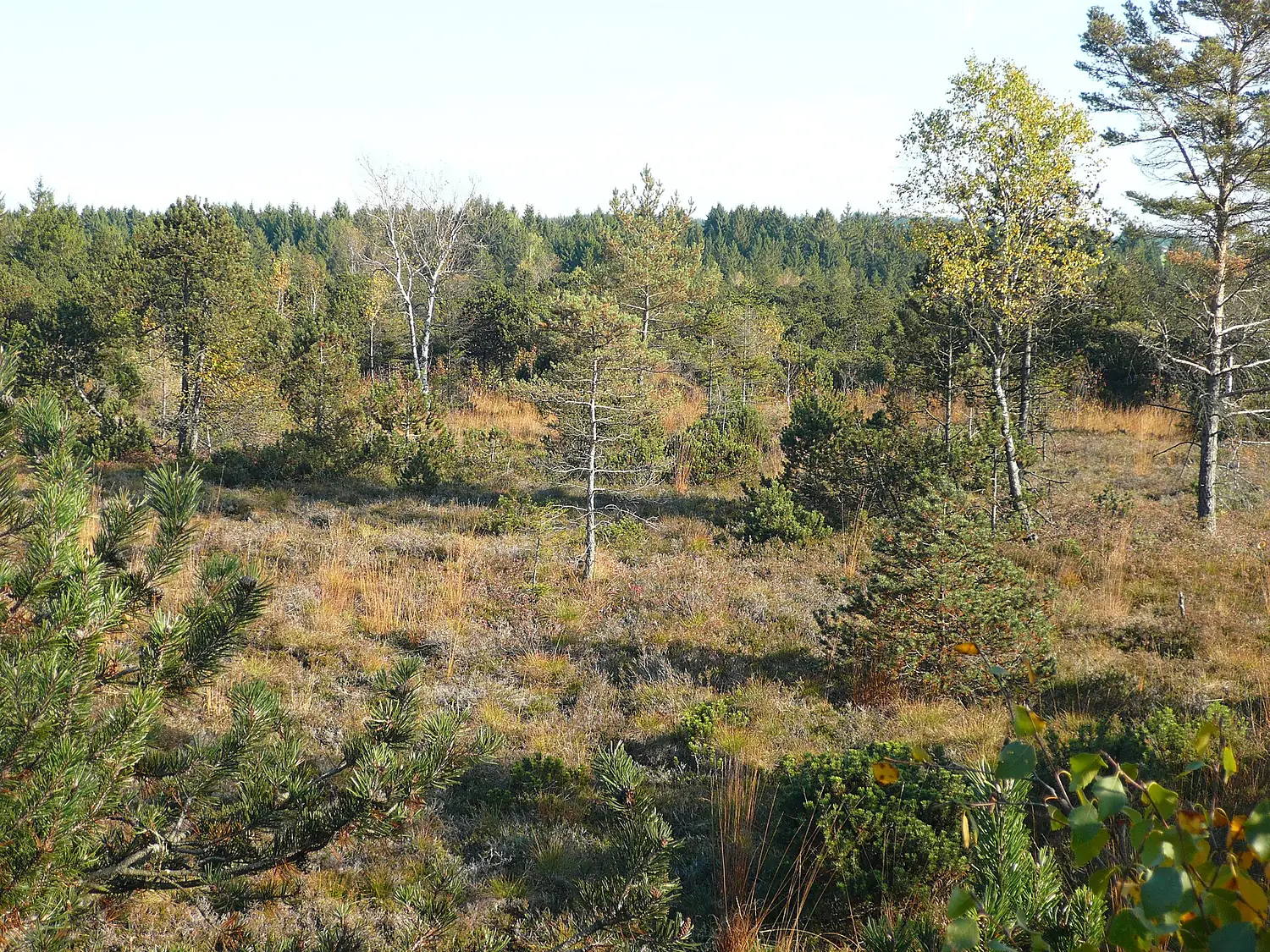 Bodenmoeser1