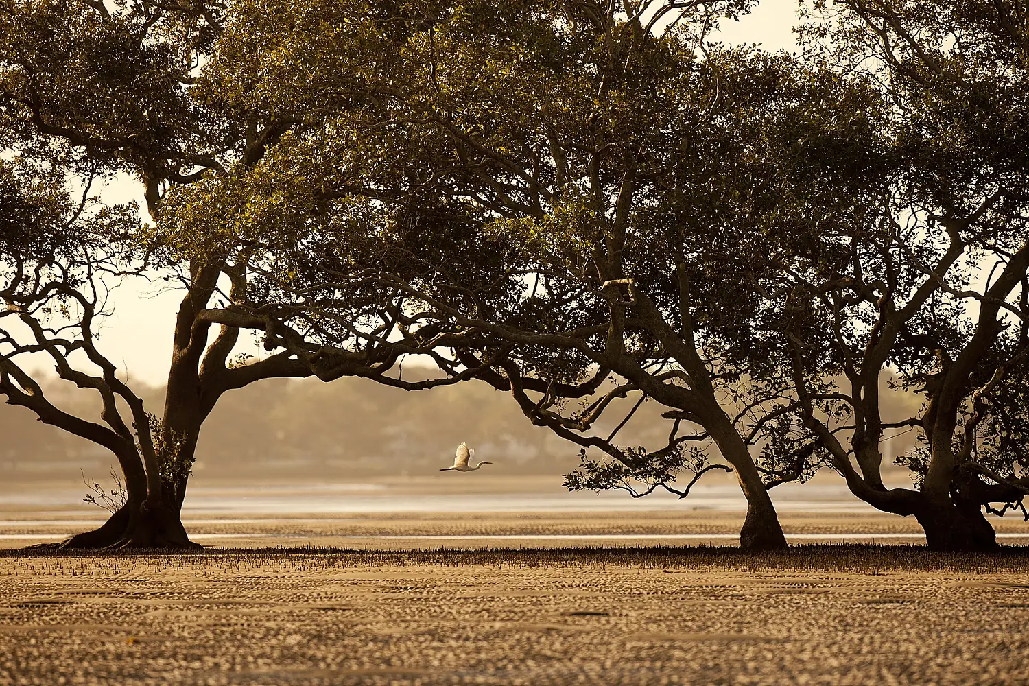 Boondall Wetlands (6968545822)