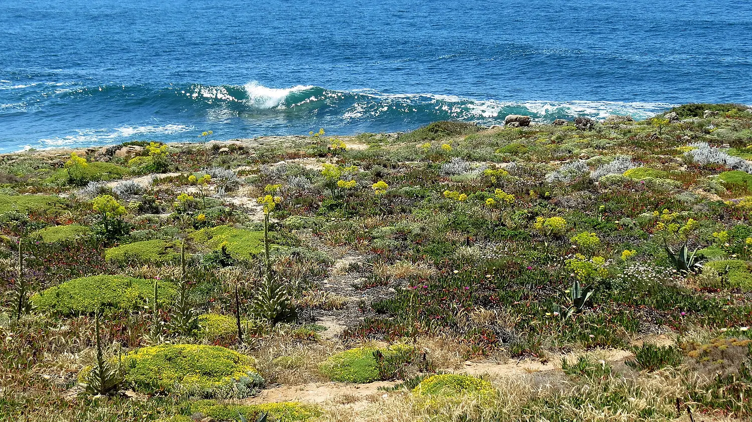 Wild medicinal herbs near Cabo Raso Portugal