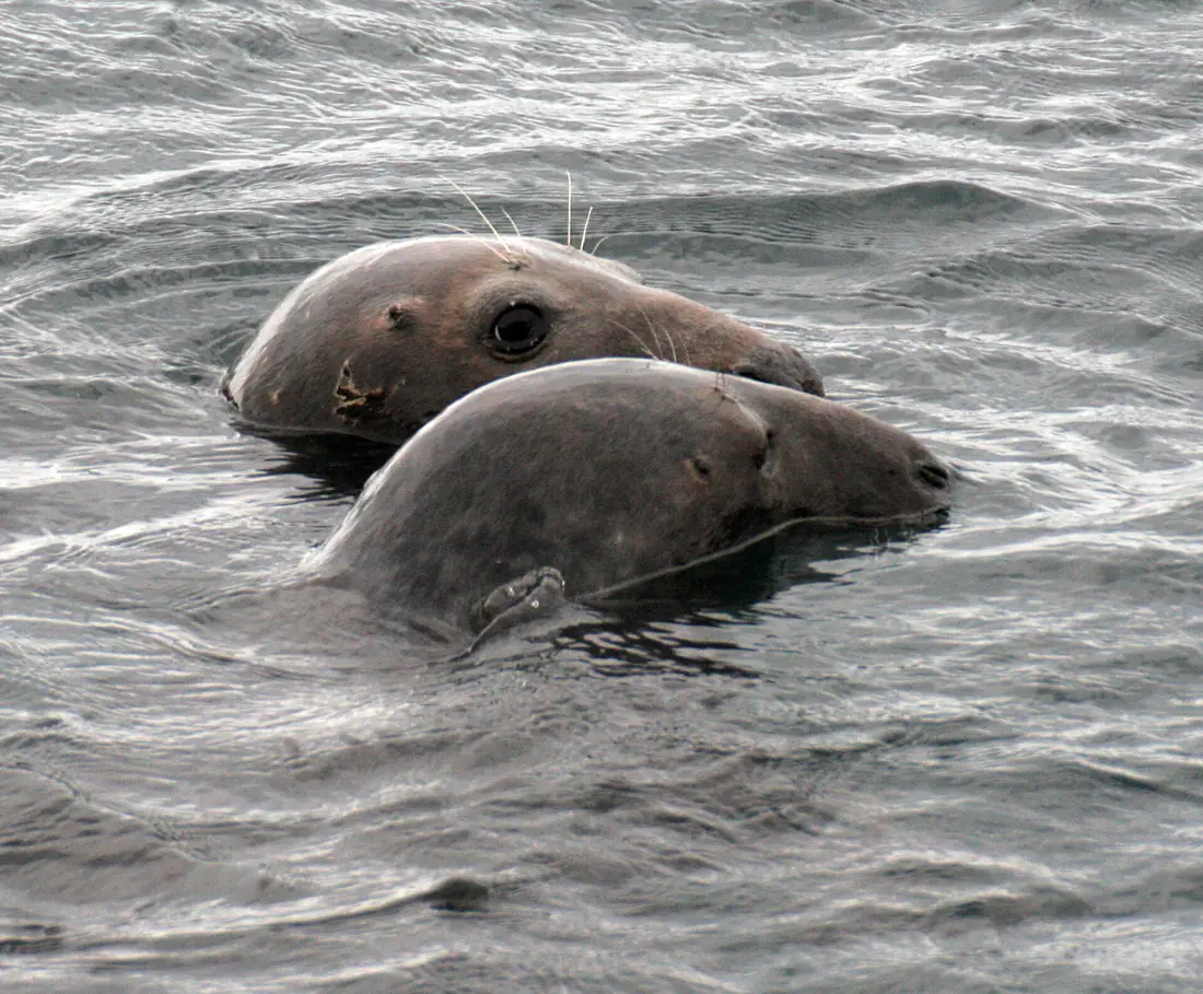 Grey Seals, Irish Sea off Calf of Man (1794446446)