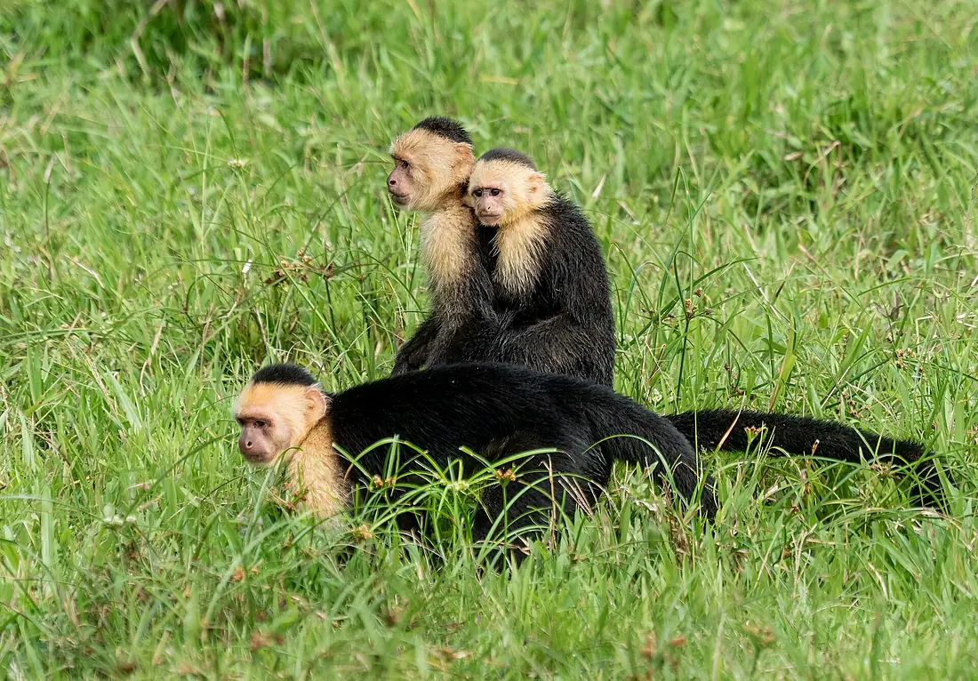 Panamanian white-faced capuchins (81622)2