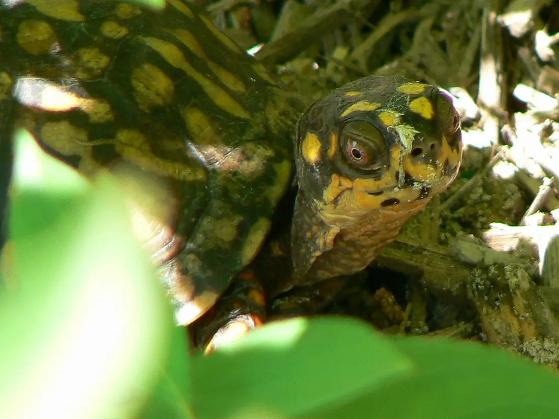 Box turtle at Cape May National Wildlife Refuge. (4678371869)