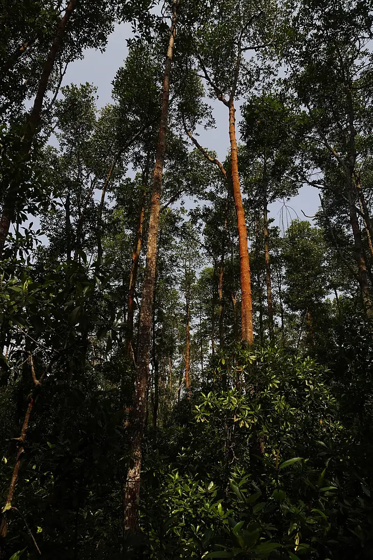 Mangrove Trees Tanjung Piai Johor National Park