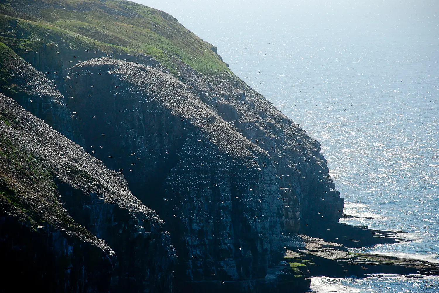 Cape St.Mary's Newfoundland