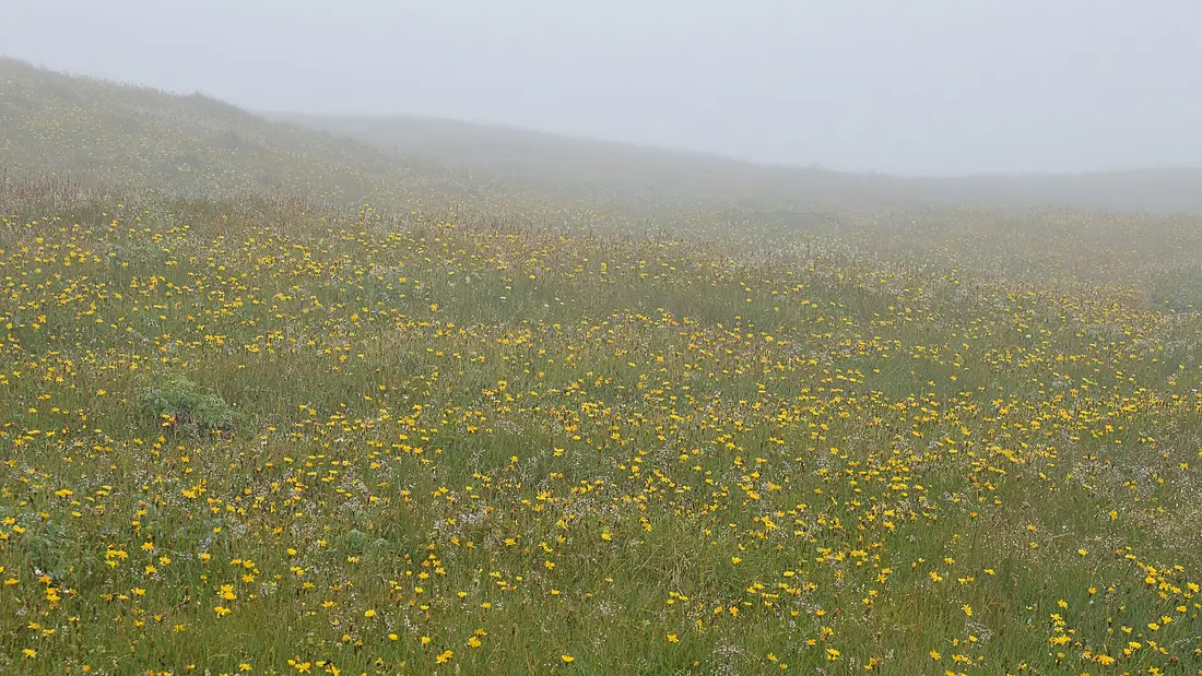 Cape St. Mary's Ecological Reserve - Newfoundland 2019-08-10 (02)