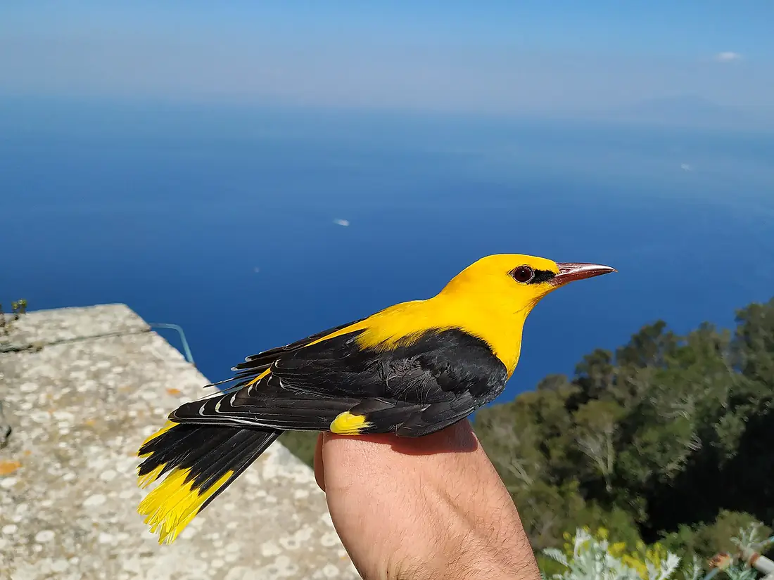 Sommargylling, hane, ringmärkt vid Capri fågelstation