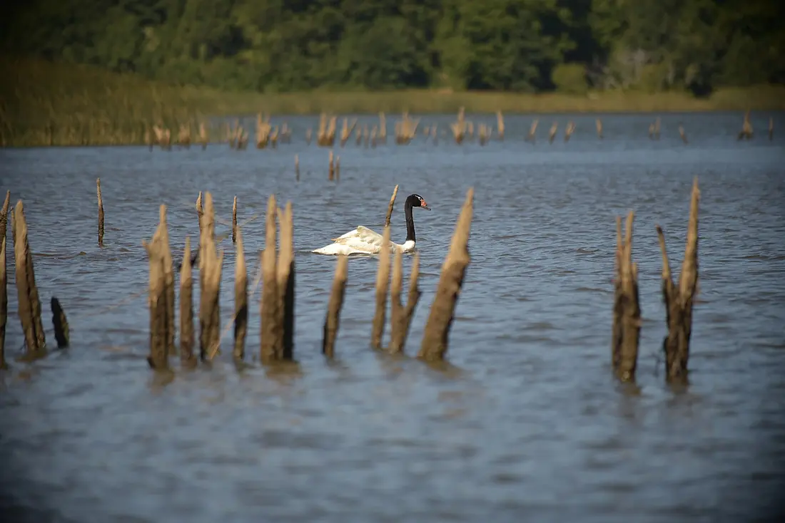 Cisne de cuello negro en santuario de la naturaleza Carlos Anwandter