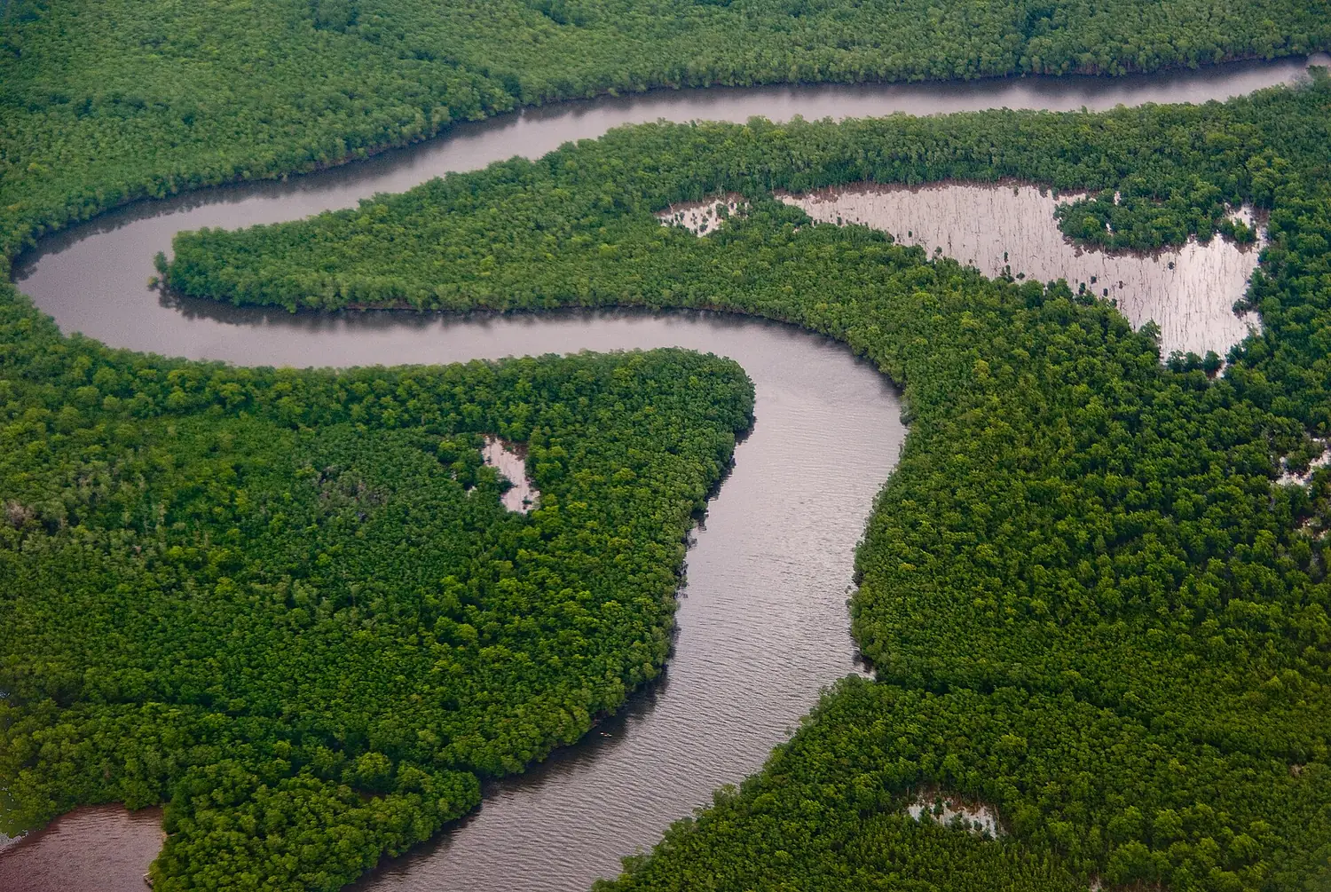 Caroni Swamp Trinidad
