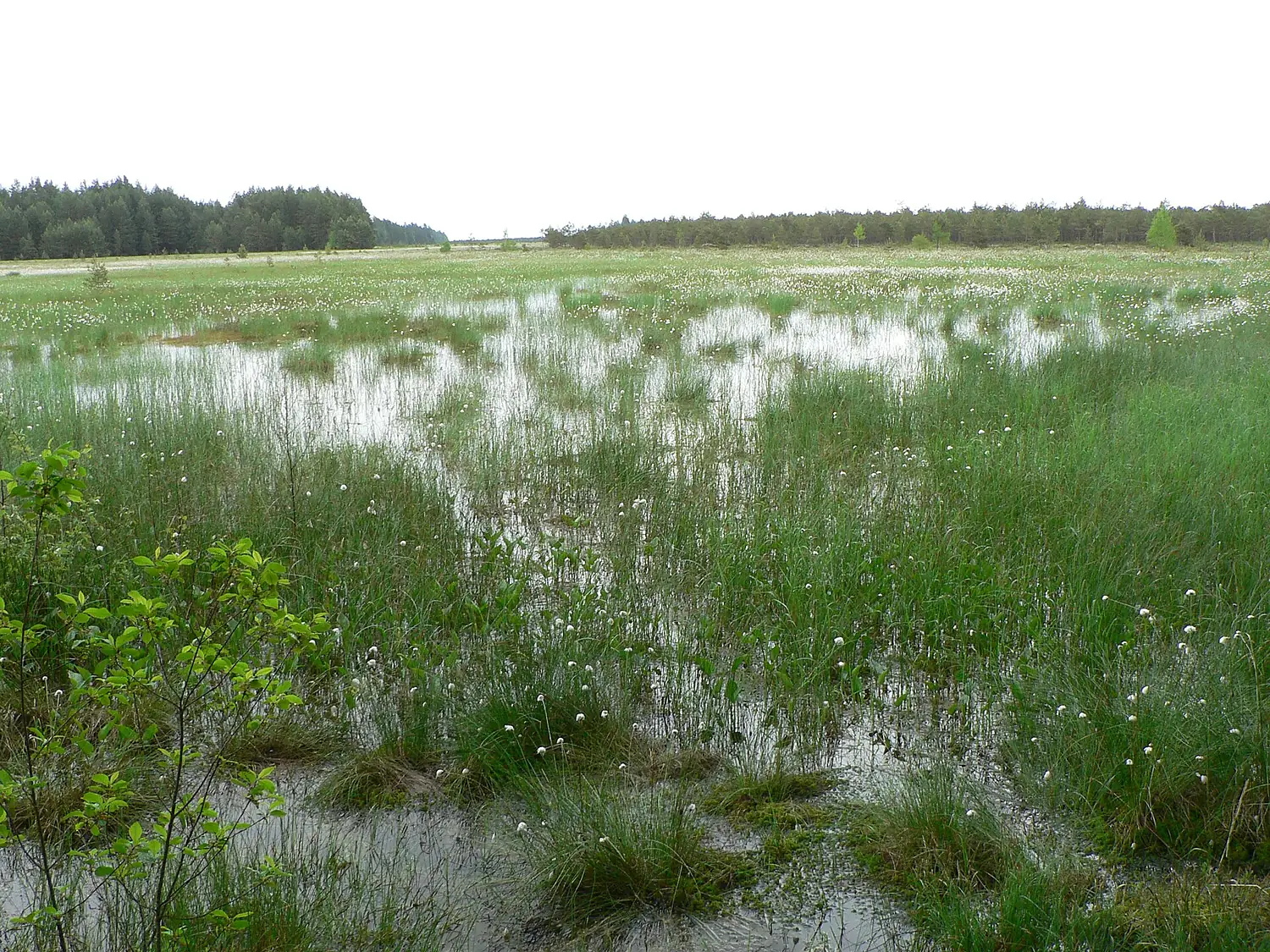 Cepkeliu marsh