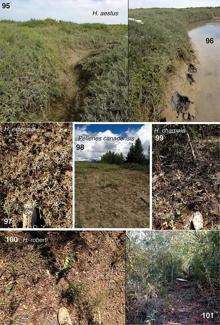 Habitats of new Habronattus and Pellenes (10.3897-zookeys.646.10787) Figures 95–101
