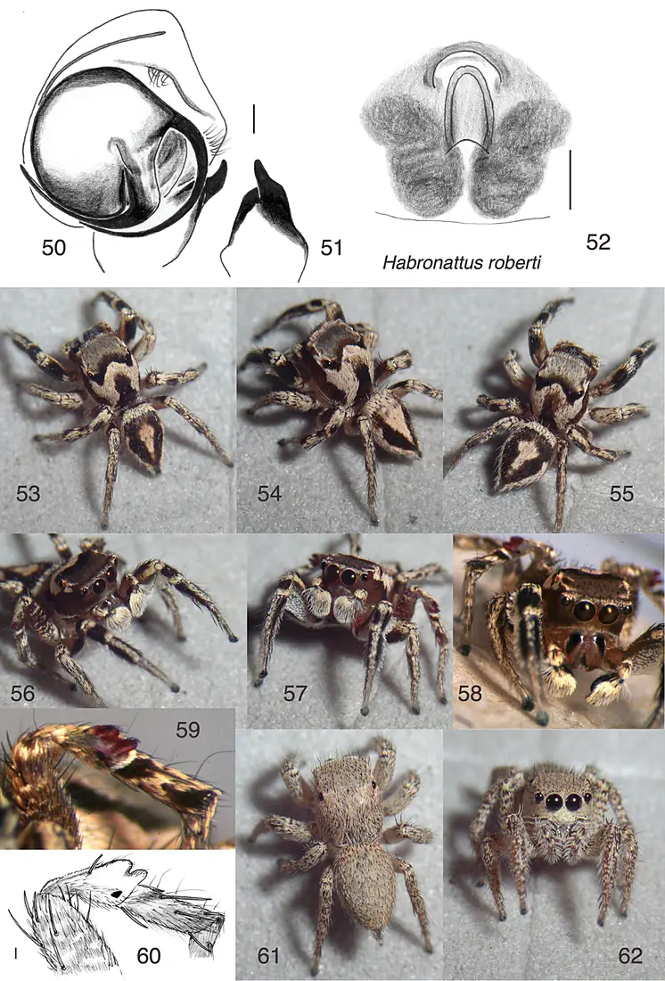 Habronattus roberti (10.3897-zookeys.646.10787) Figures 50–62