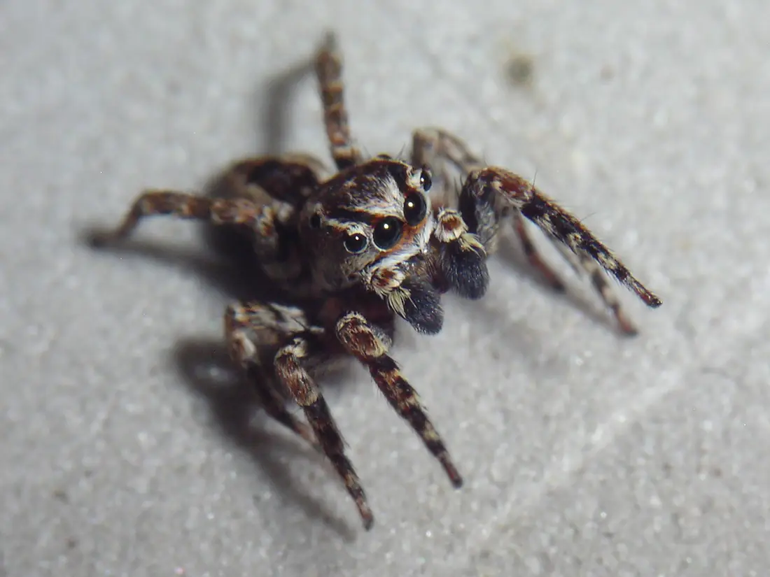 JAL14-8959 Mexigonus male
