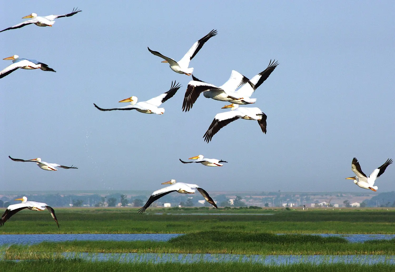 American white pelicans, Cheyenne Bottoms, Kansas - panoramio