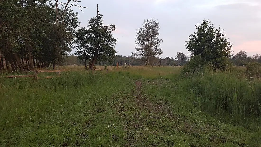 Chippenham Fen (51297549529)
