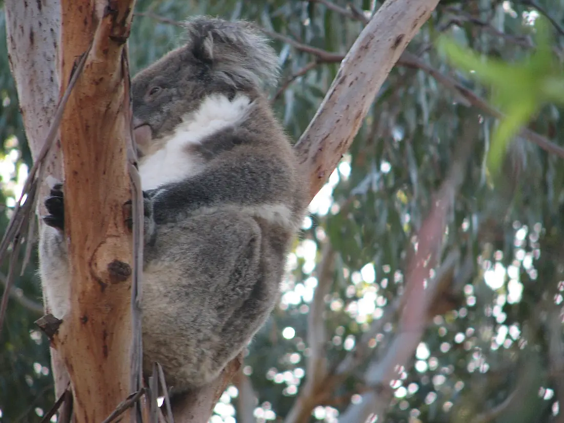Koala on Phillip Island (500790238)