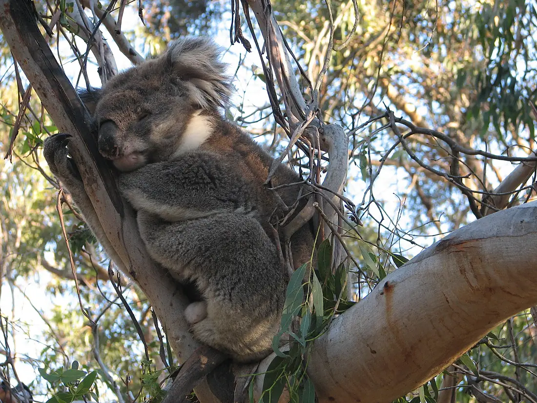 Koala on Phillip Island (500785618)