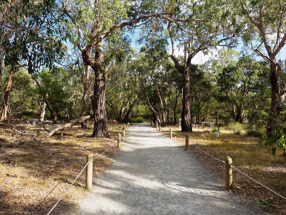 Koala Conservation Centre - Phillip Island Nature - panoramio