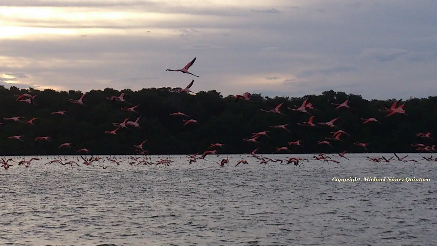 FLAMENCOS ROSADOS EN LA CIENÉGA DE LOS OLIVITOS