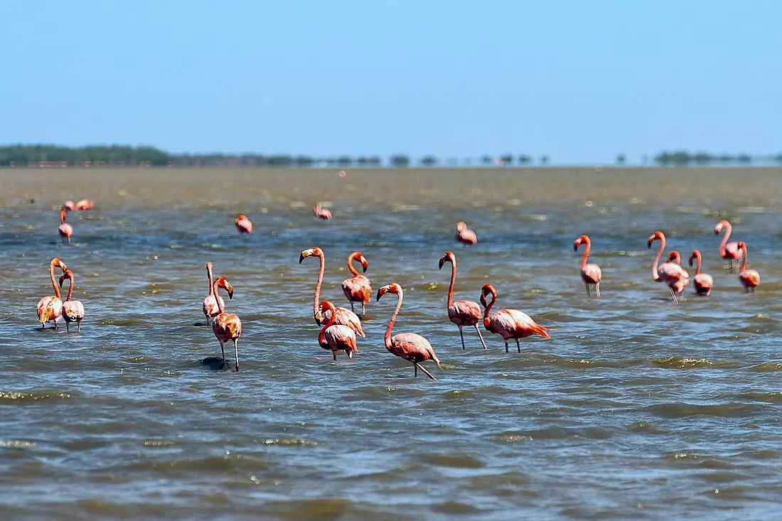 American Flamingo - Flamenco (Phoenicopterus ruber) (13887313934)