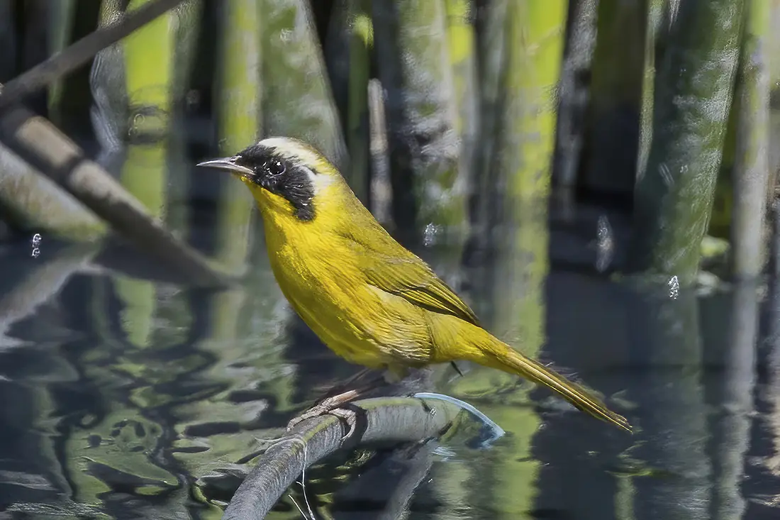 Hooded yellowthroat (Geothlypis nelsoni) Lerma