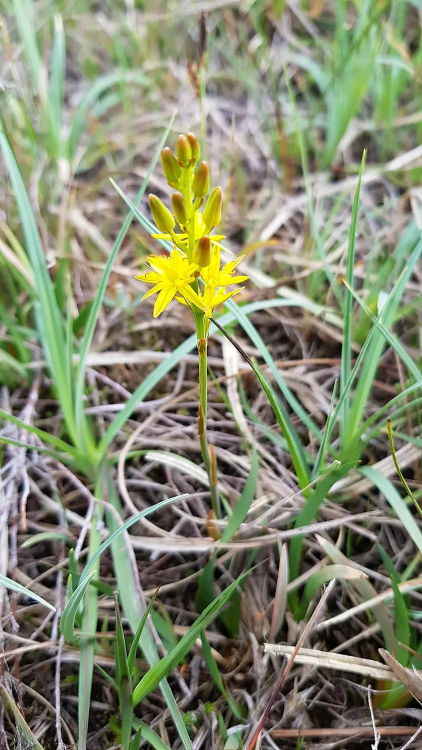 Bog Asphodel in Clara bog. 04