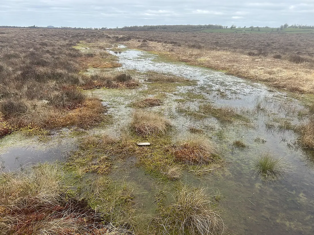 Clara bog Special Area of Conservation 04