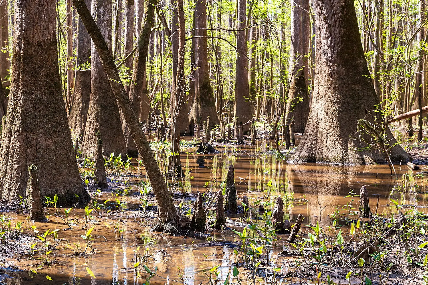 Bald Cypress Forest in Congaree National Park (52781884863)
