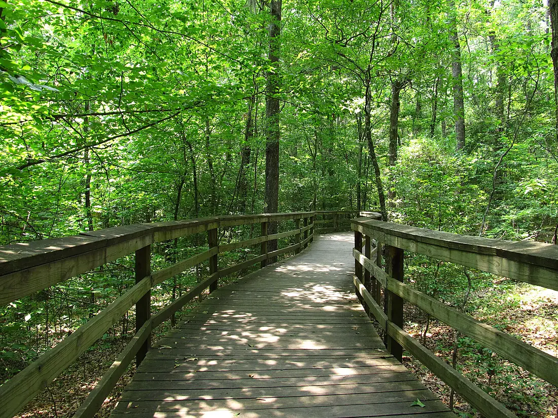 Boardwalk Trail, Congaree National Park (2) (5798359490)