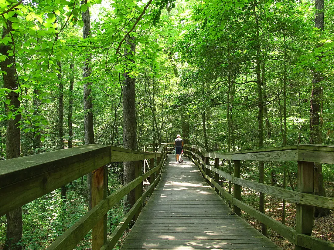 Boardwalk Trail, Congaree National Park (3) (5797809615)