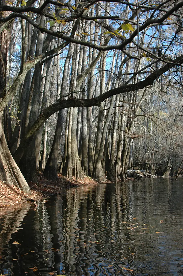Canoe trail in Congaree National Park. NPS-Elaine Leslie (18679036322)