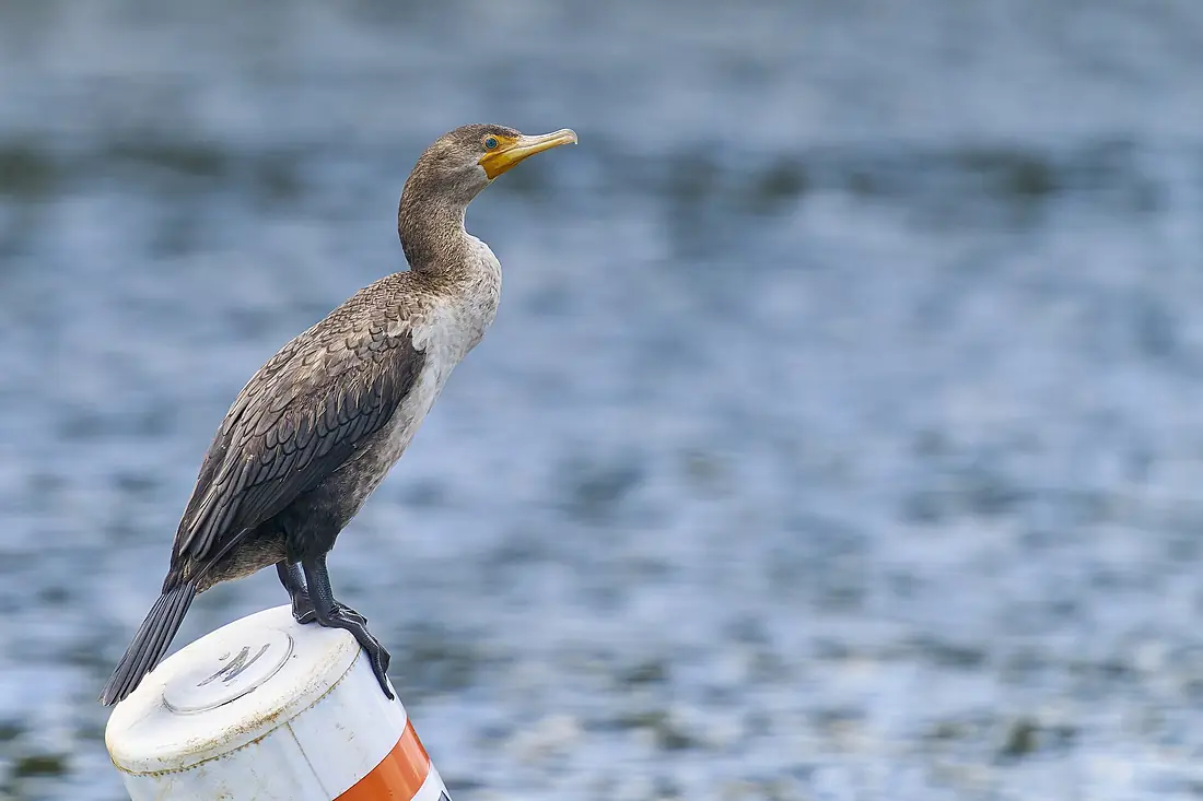 20260904 double crested cormorant ct river cruise PD07180