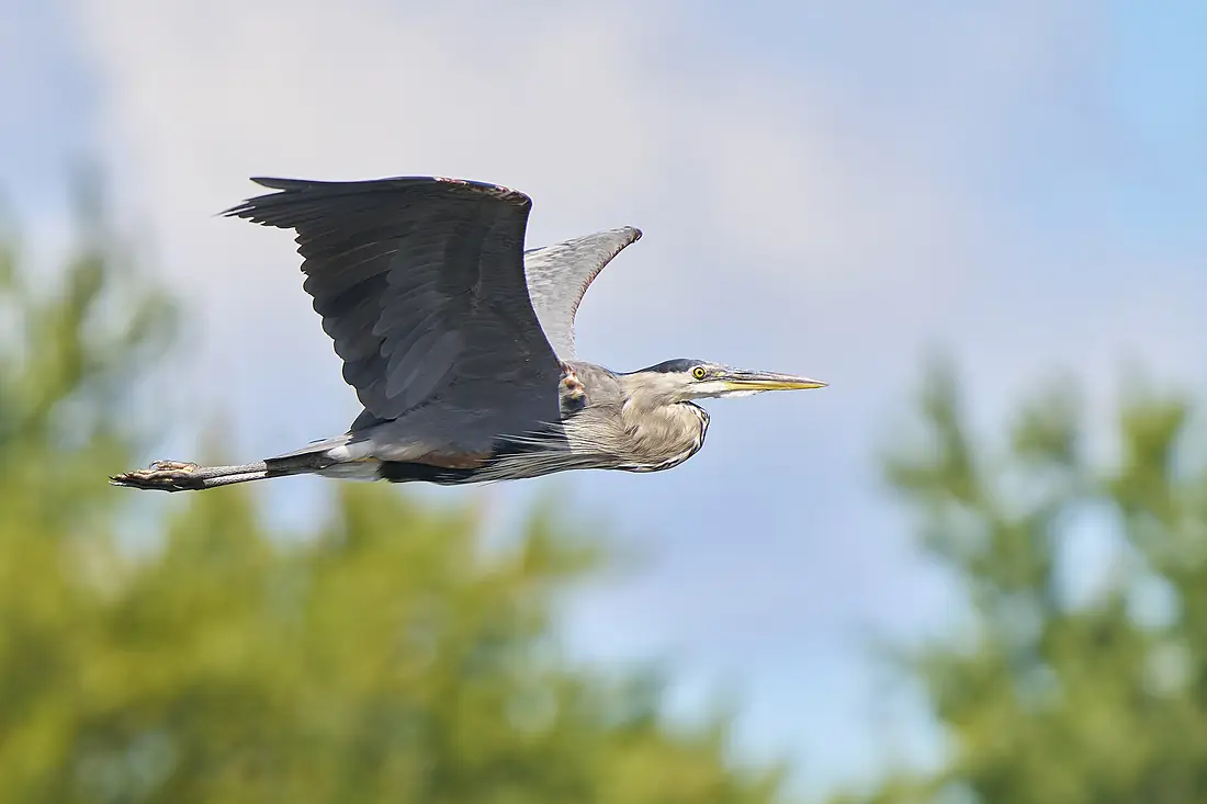 20260904 great blue heron ct river cruise PD07008