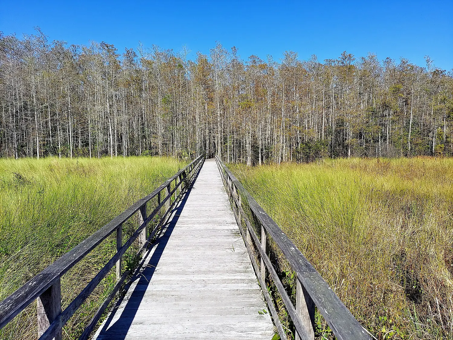 Corkscrew Swamp Sanctuary - Trail