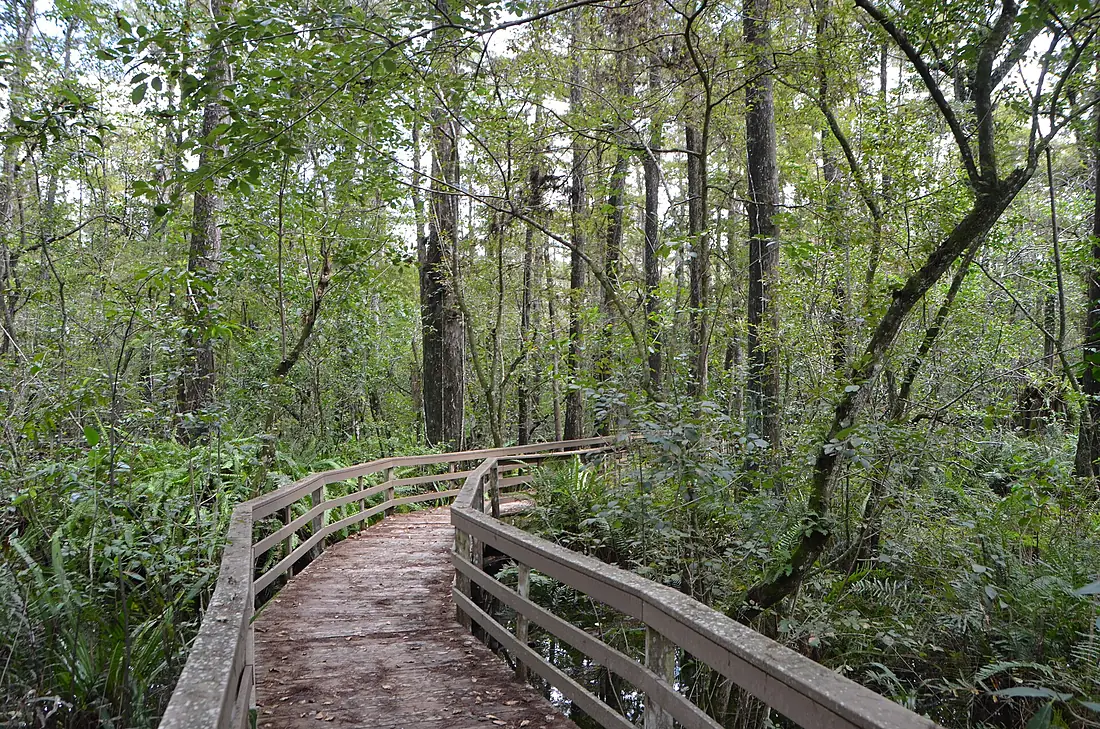 Corkscrew swamp sanctuary 2