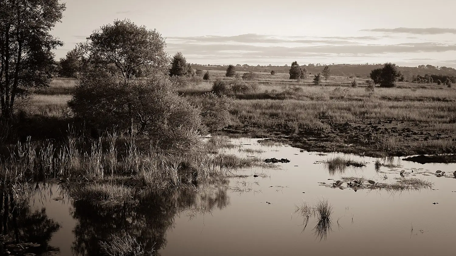 Cors Caron (50160405243)