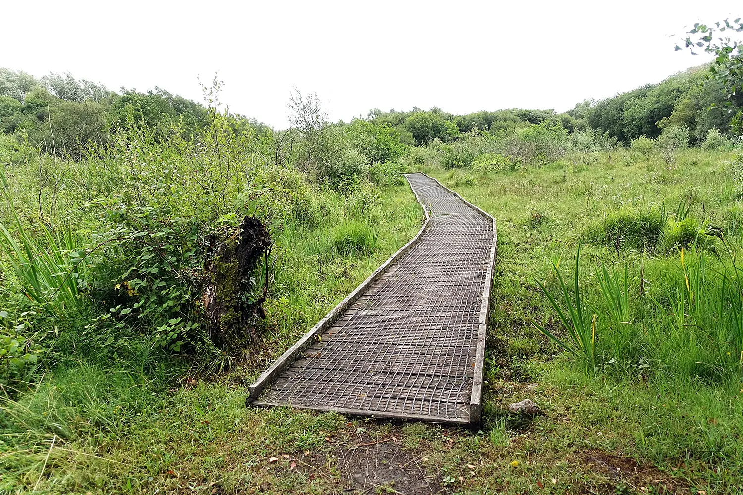 Crymlyn Bog