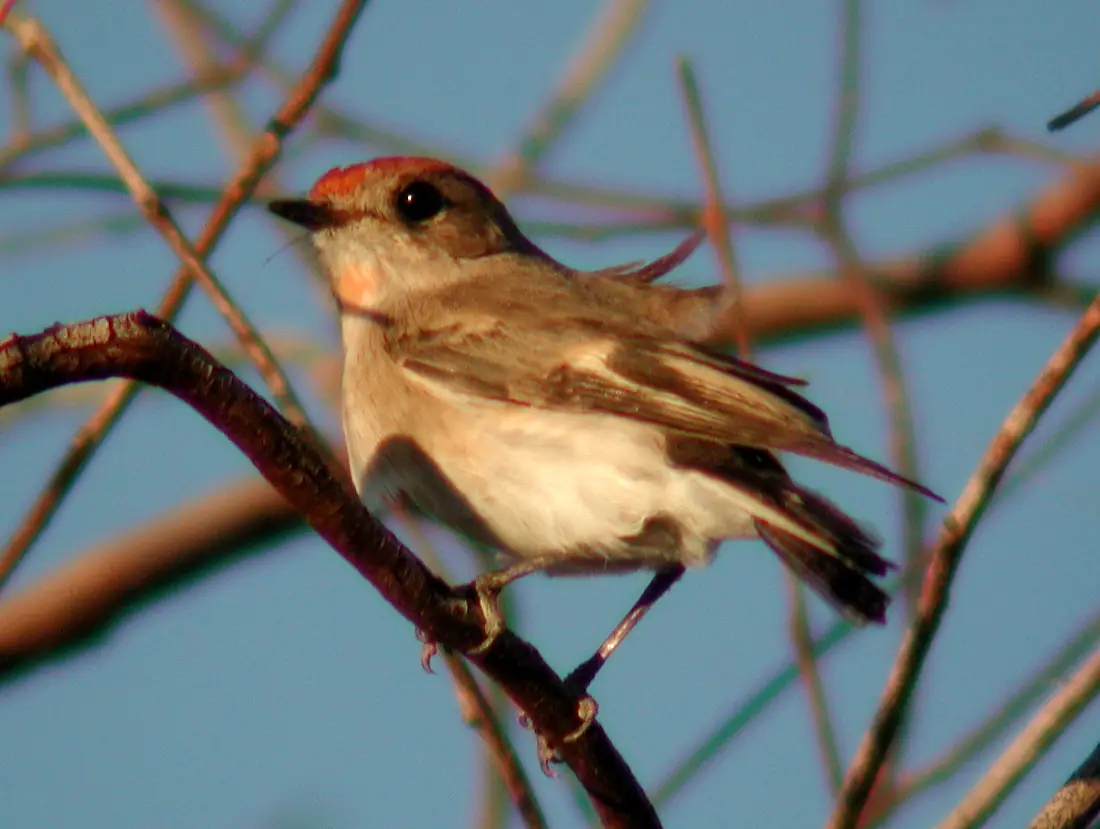 Red-capped Robin currawinya