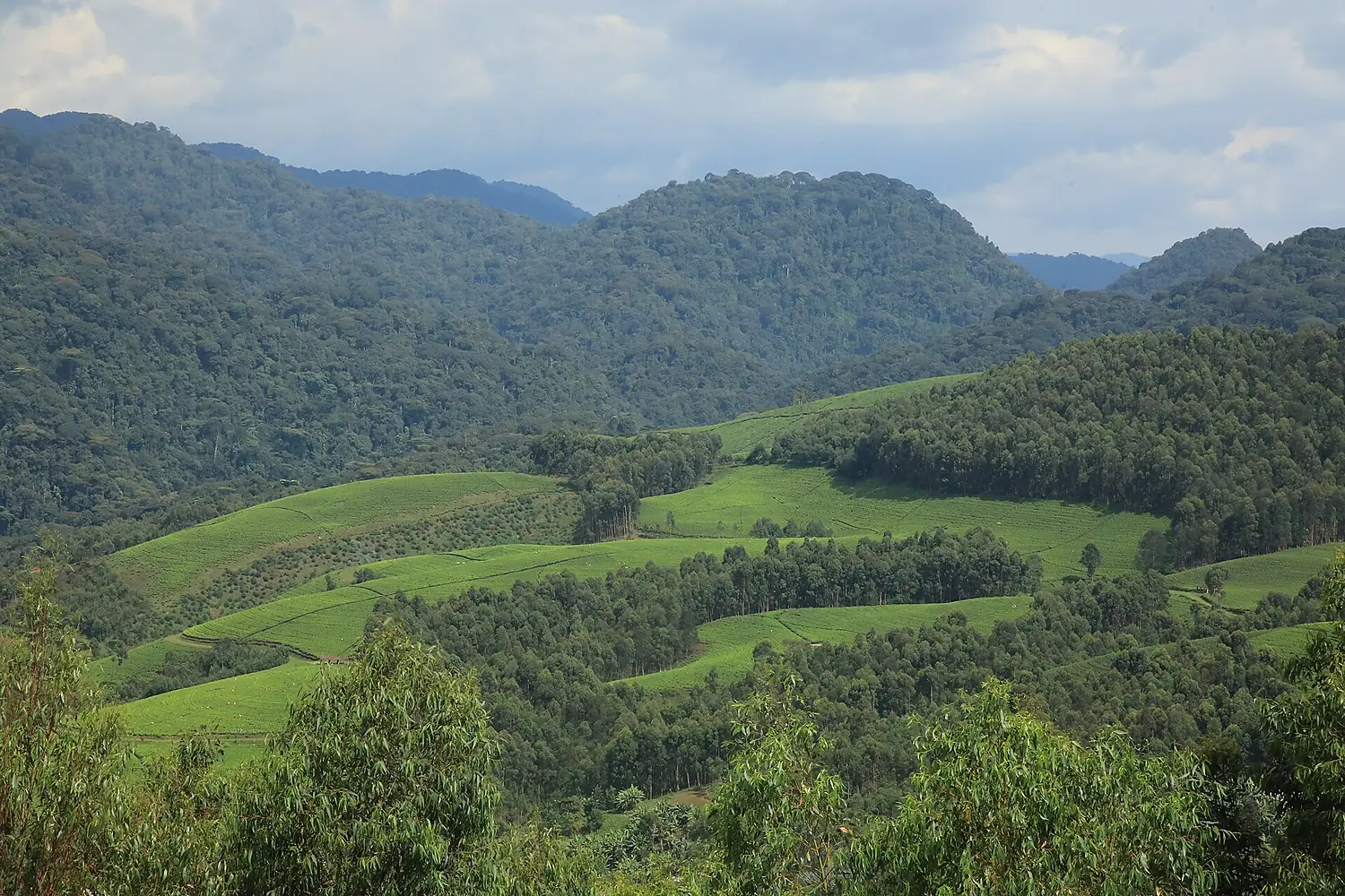 Cyamudongo forest