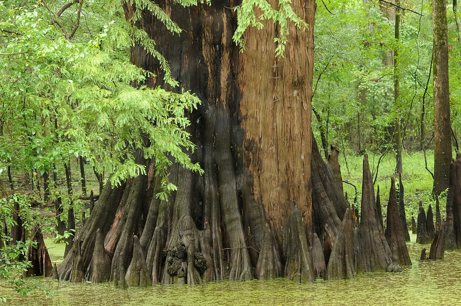 Cypress (5494219143)