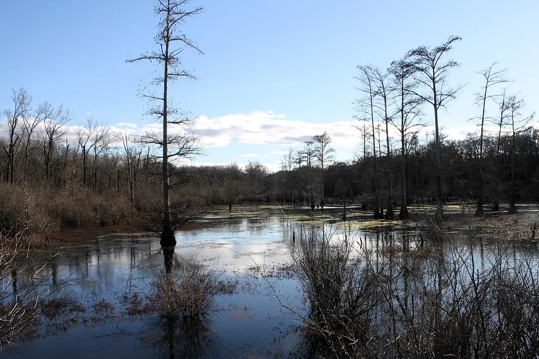 Bayou in White River NWR near St. Charles, Arkansas