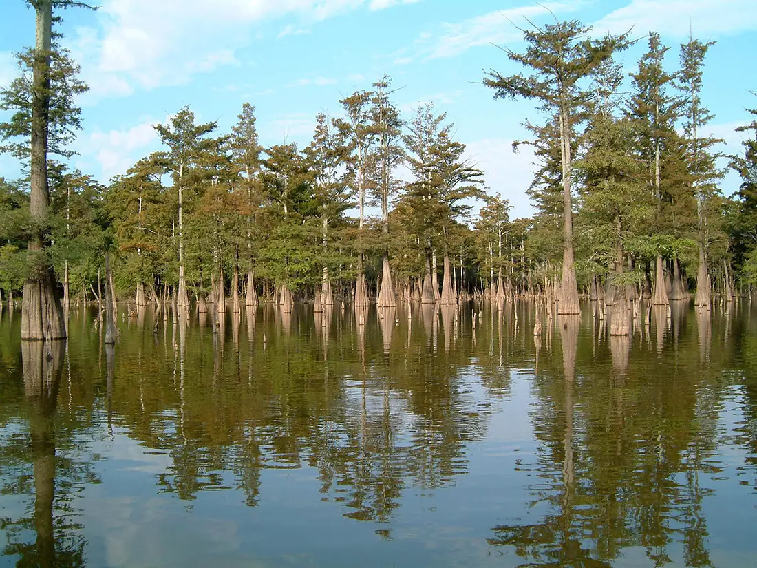 Baldcypress trees at Dale Bumpers White River NWR (13925331295)